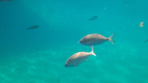 Diplodus noct observed 2026-10-02