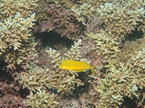 Plagiotremus laudandus observed 2026-10-01