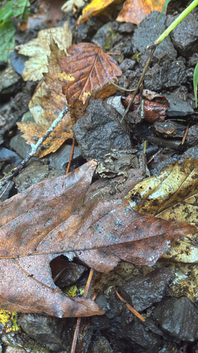Coastal Tailed Frog