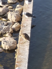 Nycticorax nycticorax