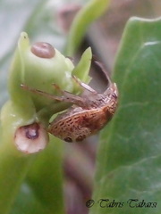 Pentatomoidea