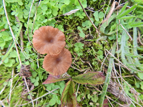 Omphalina pyxidata, 2026-10-02