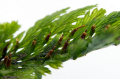 Abrodictyum elongatum