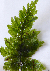 Abrodictyum elongatum