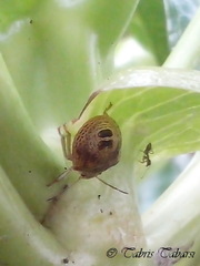 Pentatomoidea