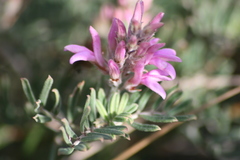 Indigofera hamulosa