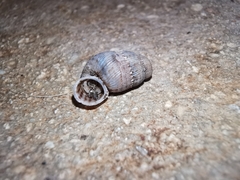 Choanopomops largillierti