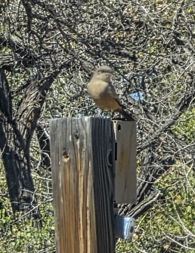 Say's Phoebe