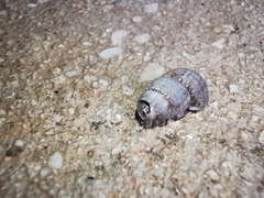 Choanopomops largillierti