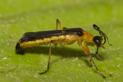 Macromalthinus brasiliensis