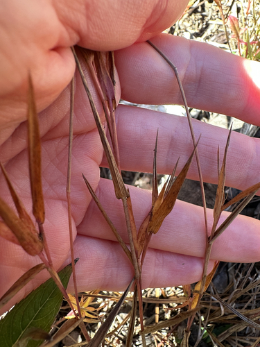 Dichanthelium columbianum observed 2026-10-03