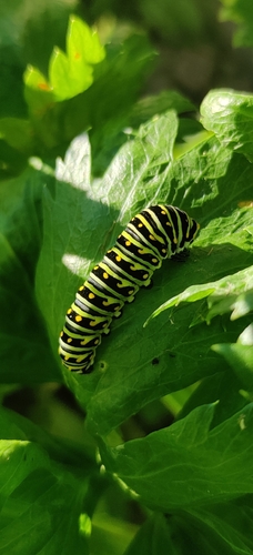 Black Swallowtail