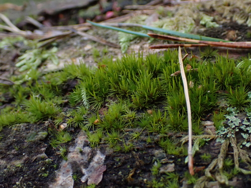 Orthodicranum flagellare observed 2026-10-03