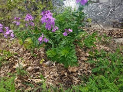 Hesperis matronalis