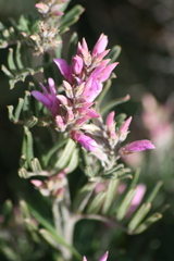 Indigofera hamulosa