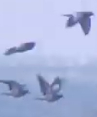 Stock Dove