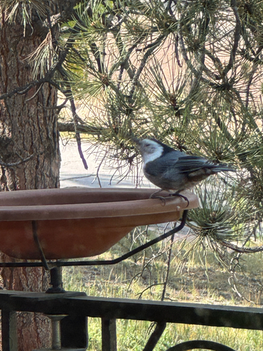 White-breasted Nuthatch