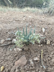 Asclepias involucrata