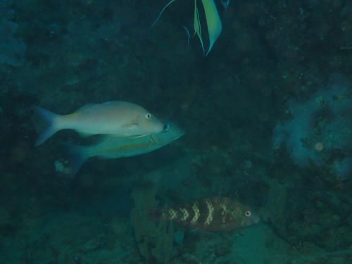 Lethrinus obsoletus observed 2026-10-01