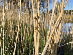 Coenagrion pulchellum