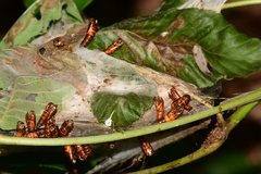 Archips rileyana