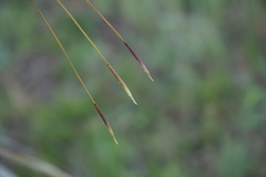 Stipa tirsa