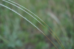Stipa tirsa