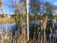 Coenagrion pulchellum