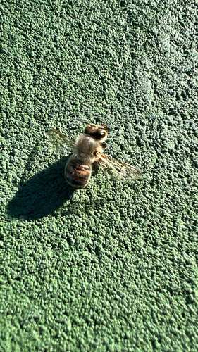 Western Honey Bee