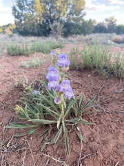 Penstemon jamesii