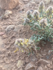 Dalea jamesii