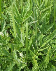 Filipendula stepposa