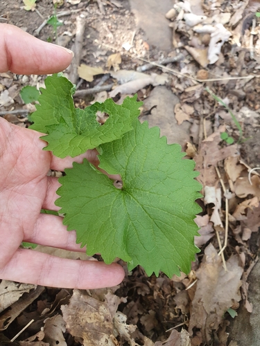 garlic mustard