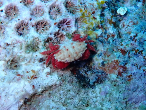 Liomera monticulosa observed 2026-09-02