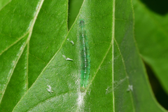 Phaecasiophora niveiguttana