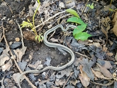 Thamnophis proximus proximus