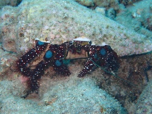 Dardanus guttatus observed 2026-09-06