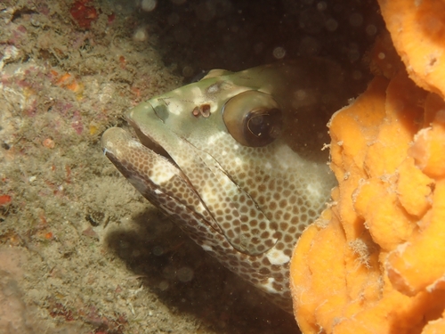 Epinephelus polyphekadion observed 2026-10-01
