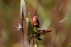 Decticita balli