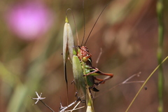 Decticita balli