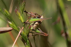 Decticita balli