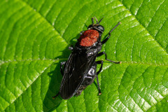 Clitellaria ephippium