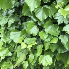 Hedera helix