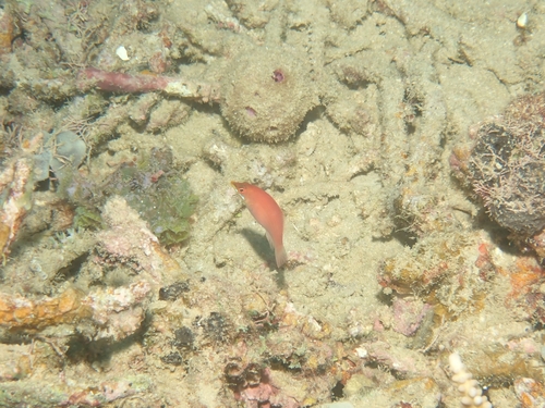 Pseudocheilinus evanidus observed 2026-10-01