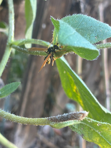 European Paper Wasp
