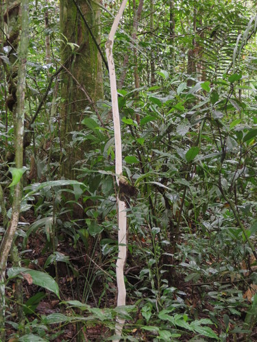 Adenocalymma cladotrichum (Adenocalymma cladotrichum)