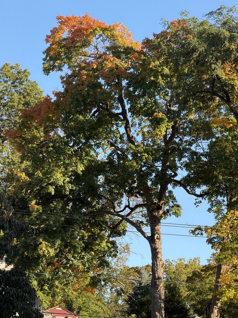 Tall street trees over a red roof, one crown gone orange at the very top while the rest is still green.