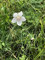 Callirhoe alcaeoides