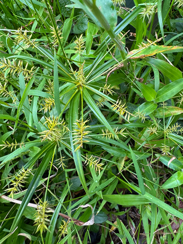 Cyperus meyenianus observed 2026-10-03