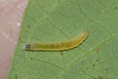 Phaecasiophora niveiguttana